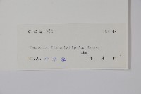 紫背天葵藏品圖，第2張