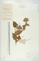 大苞赤瓟藏品圖，第1張