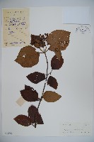 莢迷藏品圖，第1張