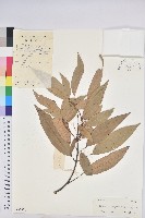 粗糠柴藏品圖，第1張