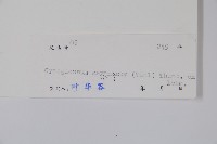 琉璃草藏品圖，第2張