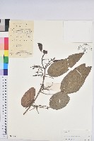 草鞋葉藏品圖，第1張