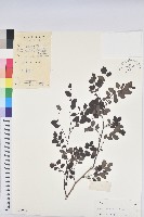 紅仔珠藏品圖，第1張