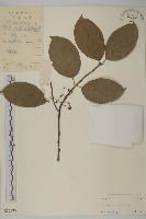 顯柱南蛇藤藏品圖，第1張