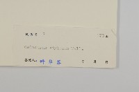 顯柱南蛇藤藏品圖，第3張