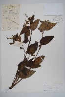 瘦果附地菜藏品圖，第1張