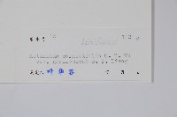 奶果獼猴桃藏品圖，第2張