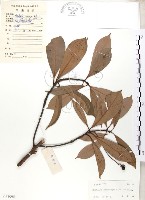 豬腳楠藏品圖，第1張