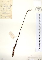 綬草藏品圖，第1張