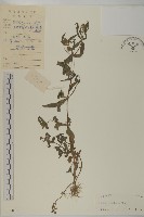 鱧腸藏品圖，第1張