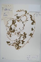 假川牛膝藏品圖，第1張