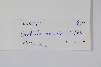 假川牛膝藏品圖，第2張