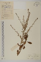 短舌紫菀藏品圖，第1張