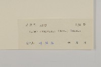 短舌紫菀藏品圖，第3張