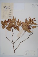 紅翅槭藏品圖，第1張