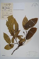 長毛八角楓藏品圖，第1張