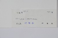 長毛八角楓藏品圖，第2張