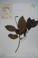 細果鐵冬青藏品圖，第1張