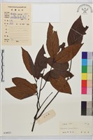 亮葉雀梅藤藏品圖，第1張