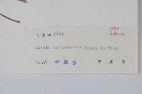 海南鏈珠藤藏品圖，第2張