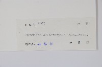 綠萼鳳仙花藏品圖，第2張