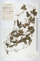 絞股藍藏品圖，第1張