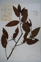 朱紅水木藏品圖，第1張