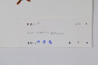 青榨槭藏品圖，第2張