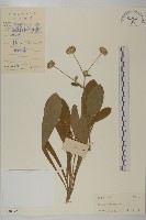 燈豎朽藏品圖，第1張