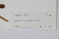 銳葉山柑藏品圖，第2張