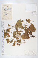 鈕子瓜藏品圖，第1張