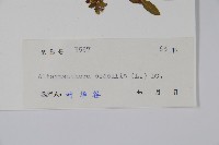 蓮子草藏品圖，第2張