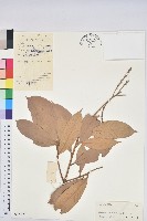 滑皮石櫟藏品圖，第1張