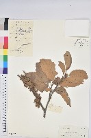 星刺栲、羅浮錐藏品圖，第1張