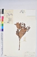 美麗馬醉木藏品圖，第1張