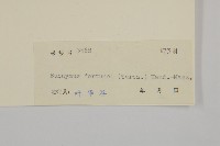 扶芳藤藏品圖，第3張