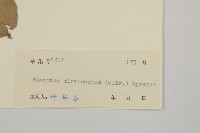 小果衛矛藏品圖，第3張