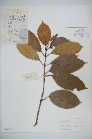 短序莢迷藏品圖，第1張