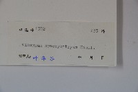 短序莢迷藏品圖，第2張