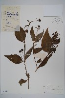臺灣土黨參藏品圖，第1張
