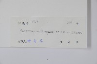 臺灣土黨參藏品圖，第2張