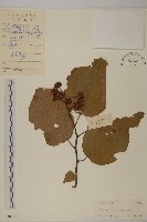 南蛇藤藏品圖，第1張