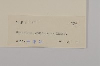 南蛇藤藏品圖，第3張