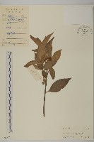 大丁黃藏品圖，第1張