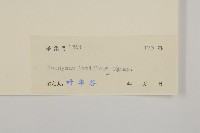 大丁黃藏品圖，第3張