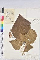 毛桐藏品圖，第1張