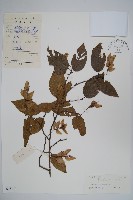 雷公鵝耳櫪藏品圖，第1張