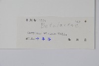 雷公鵝耳櫪藏品圖，第2張