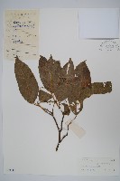 光葉槭藏品圖，第1張