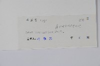 光葉槭藏品圖，第2張